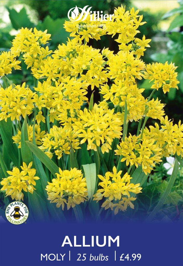 Allium Moly Bulbs 8718641970195 2